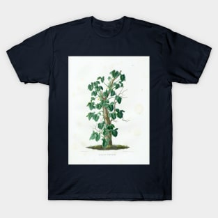 Mature Syngonium podophyllum - Aroideae Maximilianae - Botanical Illustration T-Shirt